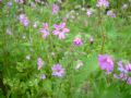 Geranium molle